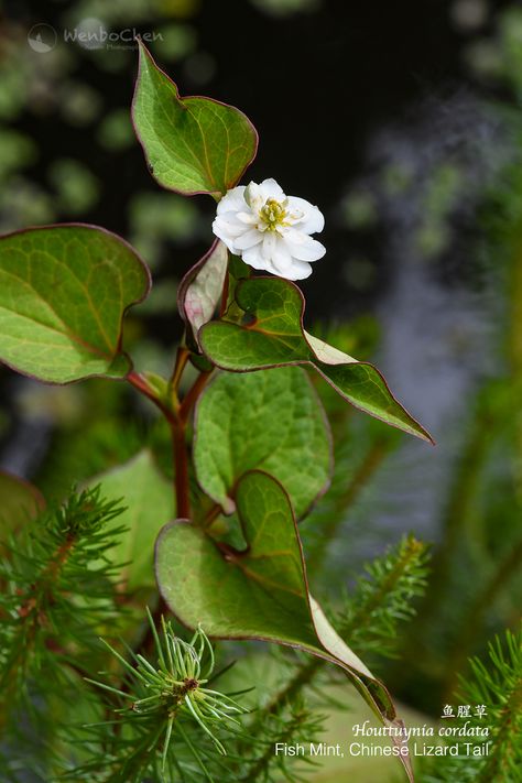 Fish Mint Plant, Cuphea Hyssopifolia, Indian Pennywort, Pennywort Plant In Water, Houttuynia Cordata, Tinospora Cordifolia Plant, Mint Garden, Aquatic Plants, Herbal Medicine