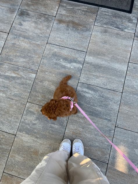 Apricot Poodle Puppy, Mini Poodle Aesthetic, Toy Poodle Aesthetic, Red Poodle Puppy, Apricot Poodle, Mini Poodle Puppy, Mini Poodle, Poodle Toy, Red Poodles