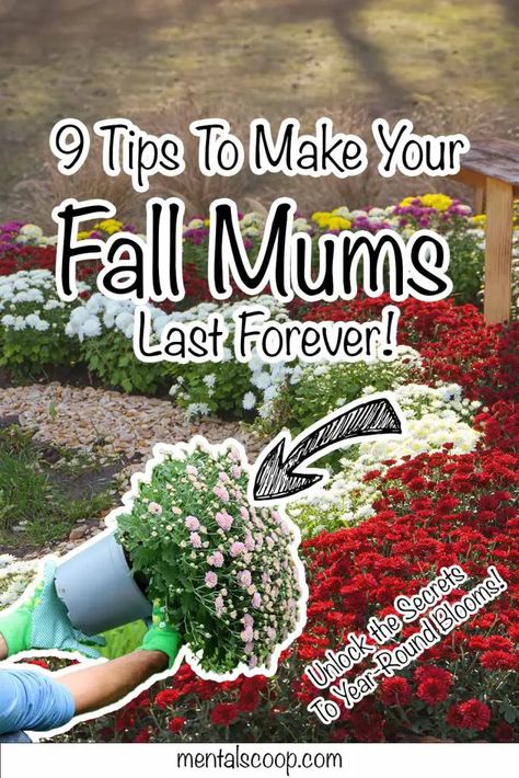 What To Do With Mums After Fall, How To Keep Potted Mums Over Winter, Mums Inside House, How To Care For Mums In Pots, How To Care For Mums, How To Keep Mums Alive Longer, Mums Flowers Front Porch, Plant Knowledge, Mum Flowers