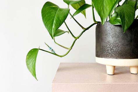 Plant Beading, Disco Ball Mirror, Creeping Fig, Gardening Trends, Decorating Advice, Small Space Diy, Colorful Accessories, Easy Plants, Perfect Plants