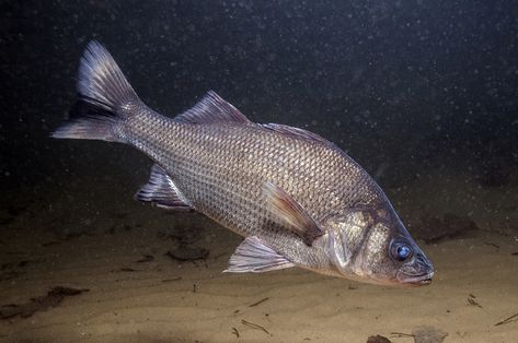 What’s on the line? White perch | Coastal Review White Perch, Monster Fish, Dreamy Ocean, North Carolina Coast, Perch Fishing, Saint Lawrence, Water Creatures, Monster Fishing, Farm Stuff