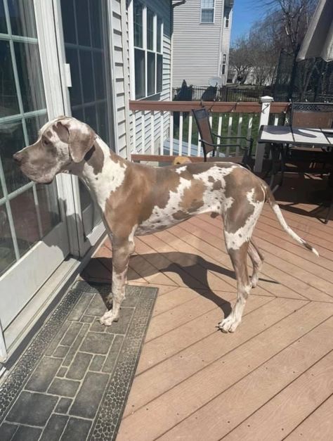 Great Dane Aesthetic, Grate Danes, Brindle Great Dane, Merle Great Danes, Aesthetic Dogs, Big Dog Breeds, Little Critter, Big Dog, Forest Friends