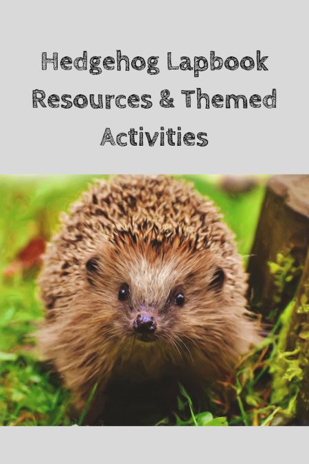 Hedgehog Preschool Activities, Hedgehog Activities For Kids, Hedgehog Activities, English Wildlife, Letter H Activities, Hedgehog Habitat, Hedgehog Day, March Preschool, Hedge Hog