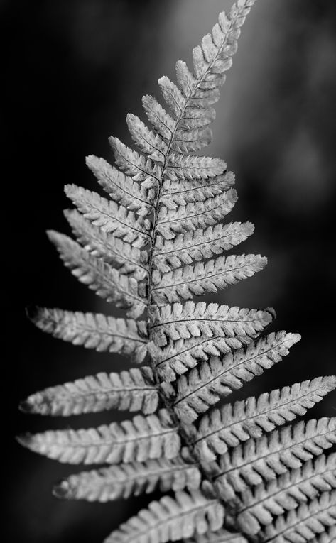 Black And White Nature Photos, Cyanotype Ideas, Black And White Nature Photography, Dramatic Photography, Graphic Communication, Natural Form Art, Leaf Photography, Form Art, White Plants