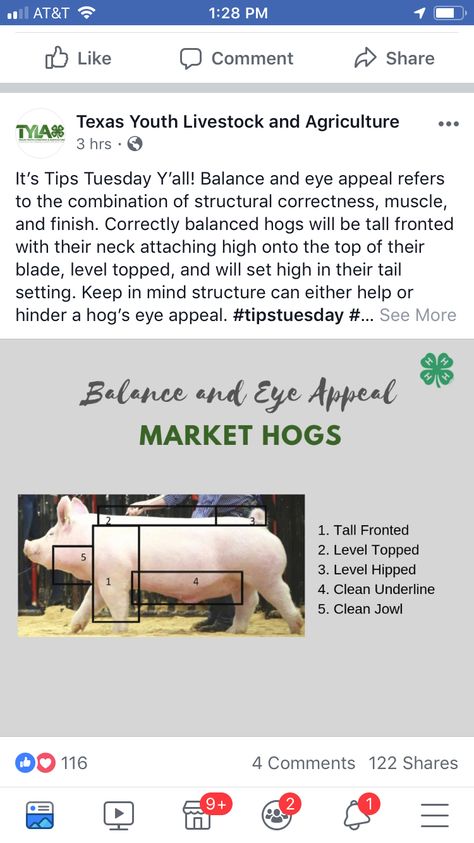 Pig Livestock, Show Pig Pen Ideas, Pig Barn Ideas, Show Pigs Tips, Pig Showing Tips, Ffa Show Pigs, Pigs Farming Livestock, Livestock Judging Tips, Showing Pigs 4-h