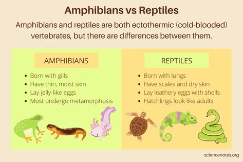 Types Of Amphibians, Reptiles And Amphibians Preschool Crafts, Niche Hobbies, Eco Activities, Reptile Facts, Reptiles Preschool, Reptiles Activities, Amphibians Activities, Junior Kindergarten