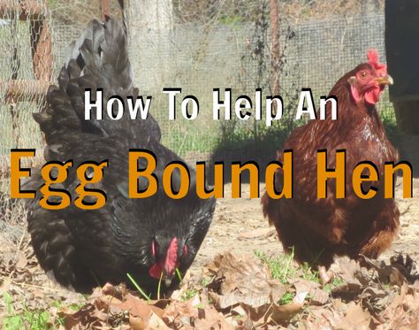 Broody Hen Tips, Hens Laying Eggs, Egg Bound Chicken Symptoms, How To Make Chickens Lay More Eggs, Chicken Bath, What Helps Chickens Lay Eggs, Why Aren’t My Chickens Laying Eggs, Best Egg Laying Chickens, Types Of Chickens