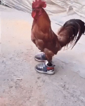 New party member! Tags: chicken sneakers chicken in sneakers Balto And Jenna, Very Funny Gif, Beautiful Chickens, Walk In My Shoes, 웃긴 사진, Funny Animal Pictures, Funny Fails, 귀여운 동물, Animal Memes