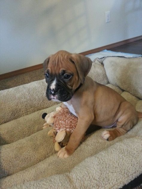 My boxer puppy! Puppy Boxers, Reverse Brindle Boxer, Val Core, Boxer Pup, Boxer Aesthetic, Brindle Boxer, Puppy Finder, Boxer And Baby, Newborn Puppies