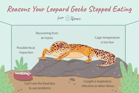 Leopard Gecko Food, Leopard Gecko Cage, Gecko Cage, Leopard Gecko Habitat, Leopard Gecko Tank, Leopard Gecko Care, Gecko Habitat, Gecko Food, Bearded Dragon Habitat