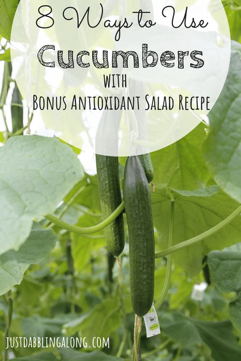 8 Ways of Making Use of Excess Cucumbers with Bonus Antioxidant Salad Recipe What To Do With Excess Cucumbers, Antioxidant Salad Recipe, Excess Cucumbers, Antioxidant Salad, Cucumber Plants, Cucumber Plant, Homesteading Skills, Fermenting, What To Make