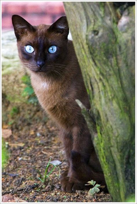 Tonkinese Cat, Burmese Cat, Domestic Cat, Jolie Photo, Warrior Cats, Siamese Cats, Cats Meow, Pretty Cats, Burmese