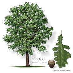 burr oak trees in ohio - Google Search Bur Oak Tree, Xeriscape Plants, 숲 사진, Burr Oak, Prairie Planting, Tree Id, Landscaping Trees, Oak Trees, Ornamental Trees