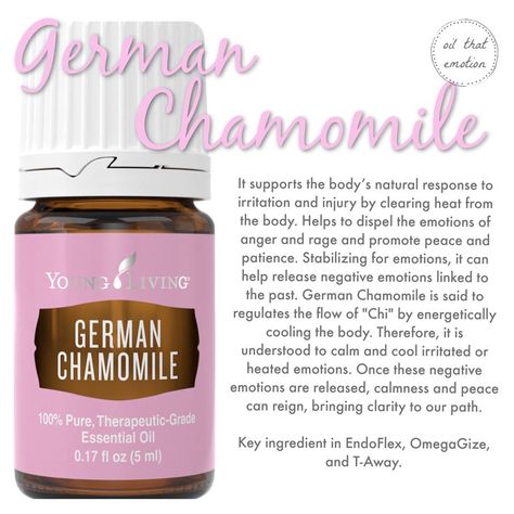 German Chamomile Essential Oil, German Chamomile, Diy Essential Oil Recipes, Essential Oils 101, What Are Essential Oils, Yl Oils, Essential Oils Guide, Essential Oil Plants, Essential Oil Blends Recipes