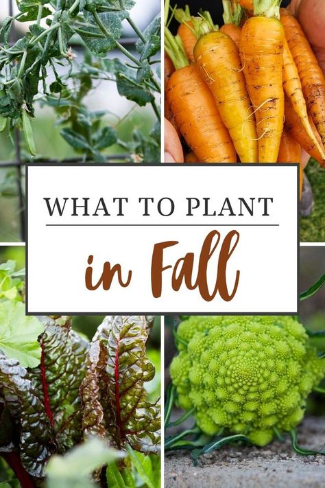 fall garden vegetables Fall Garden Vegetables For Zone 7, Fall Garden Vegetables Zone 8, Fall Garden Layout, Texas Fall Garden, Fall Homestead, Kitchen Garden Ideas, Fall Planting Guide, Homesteading Projects, Homestead Garden Layout