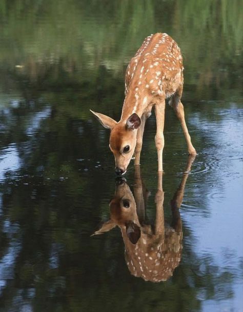 Animals Tattoo, Deer Photos, Marine Mammals, A Deer, Whitetail Deer, Baby Deer, Alam Yang Indah, Animal Photo, 귀여운 동물