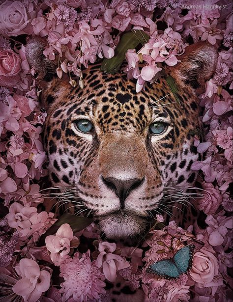 Jaguar amid pink blossoms: Swedish artist Andreas Häggkvist uses his digital images off wildlife to raise awareness for endangered species. Pink Jaguar, Jaguar Art, Art Pink, Endangered Species, Photography Art, Digital Photography, Jaguar, Pink, Art