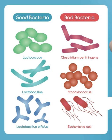 They can even trigger allergies. Their effects are so widespread that you don’t want to have the wrong probiotics and risk messing up your gut flora. Clostridium Perfringens, Science Project Models, What Are Probiotics, Different Types Of Acne, Herbal Tonic, Colon Health, Gut Flora, Flora Intestinal, Healthy Cholesterol Levels