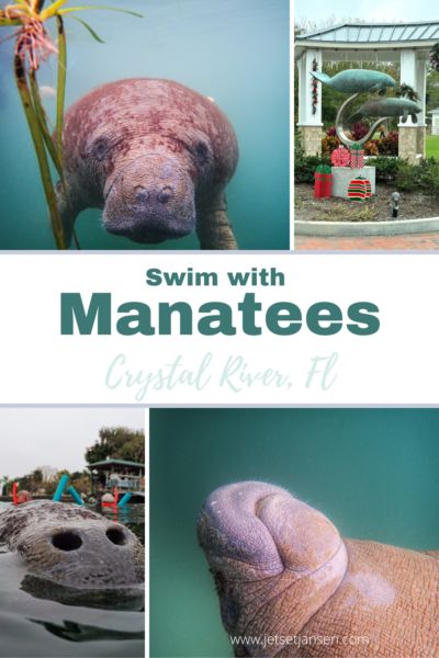 How to Swim with Manatees in Crystal River, Florida Swim With Manatees, Swimming With Manatees, Crystal River Florida, Manatee Florida, How To Swim, Sea Cow, Manatees, Crystal River, Gulf Of Mexico