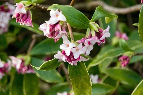 Daphne odora Winter Daphne, Daphne Odora, Japanese Garden Plants, Landscape Nursery, Garland Flower, Flowering Quince, Fragrant Roses, Dream Landscape, Future Garden