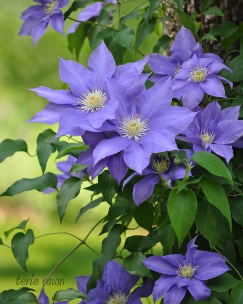 More clematis from Terie's garden in New York - FineGardening Temperate Forest, Floral Therapy, Clothesline Poles, Kawaii Flower, Purple Clematis, Clematis Plants, Clematis Flower, Fine Gardening, Garden Photography