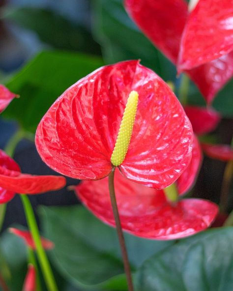 Anthurium, also known as the flamingo flower, flamingo lily, boy flower, oilcloth flower or laceleaf, is an exotic-looking indoor plant with a red flower, and large, glossy leaves. Its name is derived from two Greek words, anthos (flower) and oura (tail), hence another of its common names, tail flower. Flamingo Lily, Anthurium Clarinervium Care, Anthurium Forgetii, Flamingo Plant, Anthurium Radicans X Luxurians, Rare Anthurium, Million Flowers, Anthurium Red Crystallinum, Growing Cut Flowers