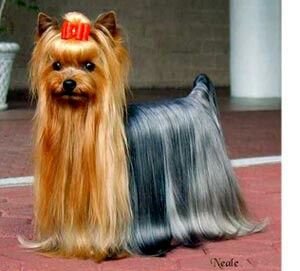 From Westminister Kennel Club Yorkshire Terrier in full show coat Toy Yorkie, Yorkie Haircuts, Top Dog Breeds, Flowing Hair, Yorkie Dogs, Yorkshire Terrier Puppies, Lap Dogs, Dog Biting, Pure Beauty