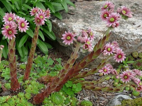 Sempervivum tectorum – Common Houseleek, Hens and Chicks → Plant profile and more photos at: http://worldoffloweringplants.com/sempervivum-tectorum-common-houseleek-hens-chicks/ How To Treat Sunburn, Hormonal Imbalances, Hens And Chicks, Growing Seeds, Sodium Bicarbonate, Mood Swings, Potting Soil, Rock Garden, Leeks