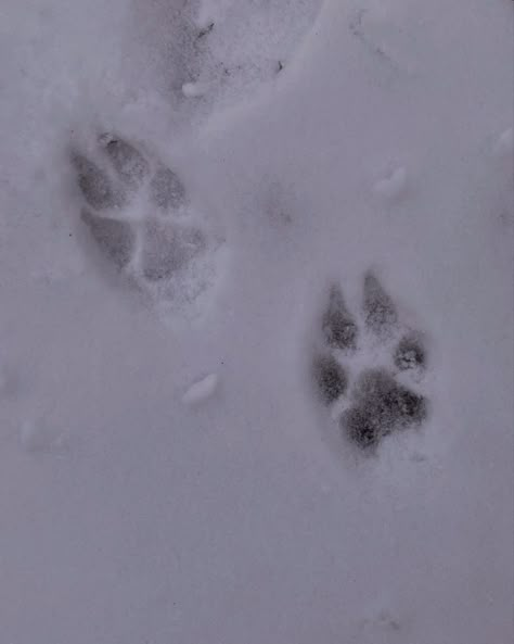 Dog Winter Aesthetic, Snow Dog Aesthetic, Sled Dogs Aesthetic, Winter Dog Aesthetic, Sled Dog Aesthetic, Cerberus Aesthetic, Snow Leopard Aesthetic, White Dog Aesthetic, Holes Louis Sachar