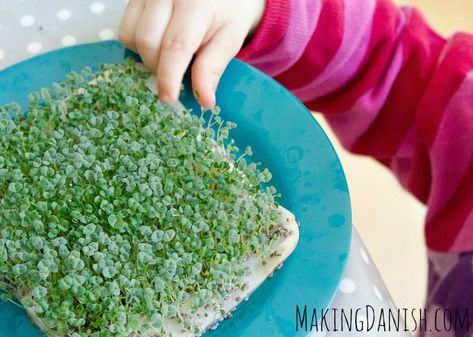 Sprouting chia seeds – a fun project with your toddler Sprouting Chia Seeds, Seeds Preschool, Growing Chia Seeds, Preschool Garden, Blueberry Plant, Plants Diy, Fun Indoor Activities, Growing Microgreens, Blueberry Bushes