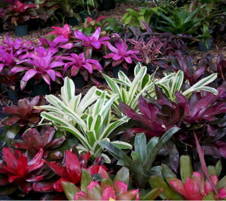 Bromeliads Bromeliads Garden, Bromeliads Landscaping, Plants Under Trees, Gardening Zones, Small Shrubs, Tropical Landscaping, Tropical Garden, Shade Garden, Tropical Plants