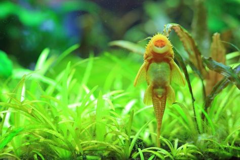 Aquascaping Plants, Red Cherry Shrimp, Aquarium Shop, Tropical Freshwater Fish, Shrimp Tank, Aquascape Aquarium, Freshwater Aquarium Fish, Home Aquarium, Aquarium Design