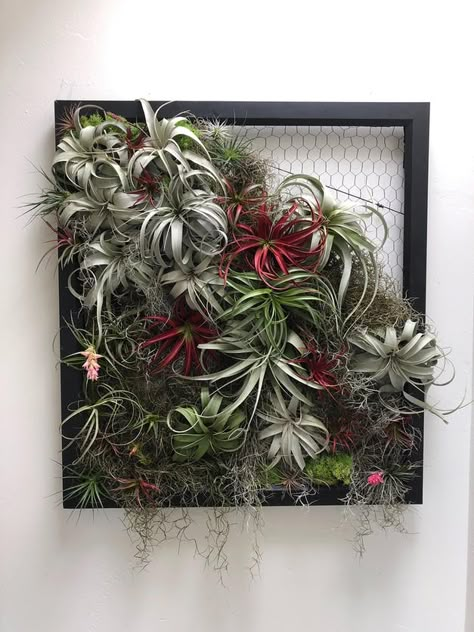 Air Plant Wall Display, Plant Wall Display, Tillandsia Display, Tillandsia Terrarium, Air Plants Diy, Air Plant Wall, Air Plant Garden, Plant Frame, Plant Display Ideas