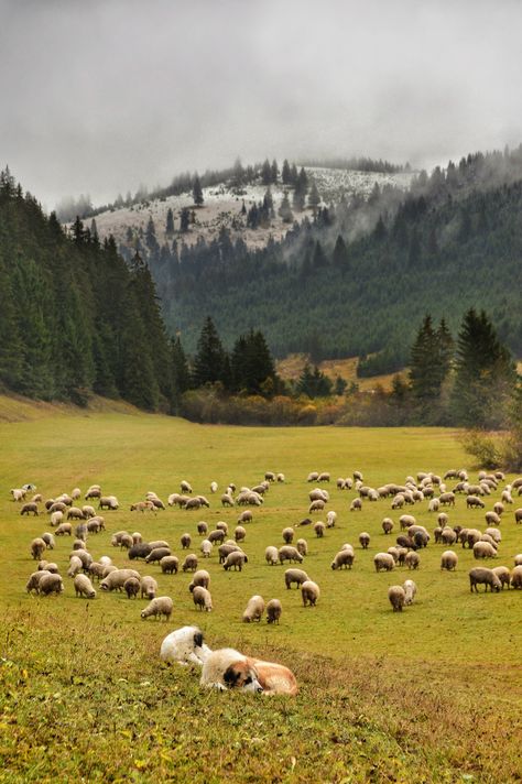 Sheep Front View, Sheep In A Field, Sheep On A Hill, Sheep Field, Shepherd Aesthetic, Sheep Pasture, Sheep Aesthetic, Goat Herder, Physical Geography