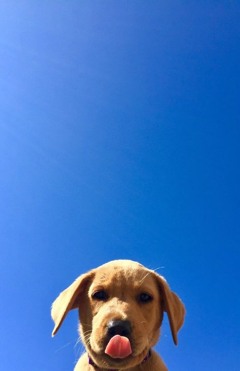 Labrador Wallpaper, Dog Wallpaper Iphone, Wallpaper Dog, Cute Dog Wallpaper, Puppy Wallpaper, On Wallpaper, Wallpaper Cute, Dog Wallpaper, Cute Puppy