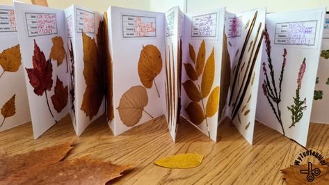 How to make a herbarium step by step - WyTenTeguj Montessori Diy, Plant Study, Traditional Books, Accordion Fold, School Garden, Forest School, Book Folding, Nature Study, Nature Kids