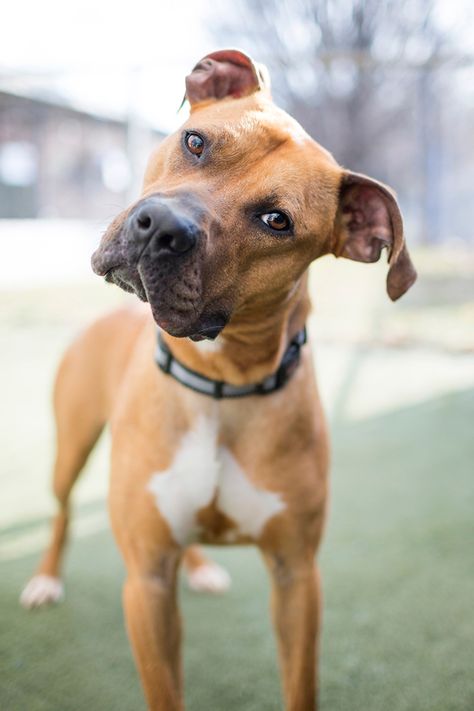 how-to-photograph-shelter-pets_Kalvin Shelter Dog Photography, Dog German, Dog Red, Pitbull Mix, Boxer Dogs, Dog Photography, Pitbull Terrier, Dog Photos, Beautiful Dogs