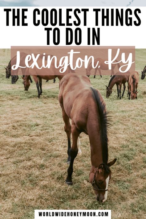 20 Unique Things to do in Lexington, KY (From a Local!) - World Wide Honeymoon Things To Do In Kentucky, Kentucky Girls, Kentucky Lexington, Kentucky Horse Farms, Kentucky Food, Kentucky Vacation, Kentucky Horse Park, Kentucky Bourbon Trail, Kentucky Travel