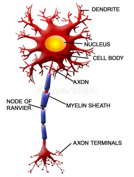 Neuron Structure And Function, Neuron Diagram, Nervous System Diagram, Neuron Structure, Nervous Tissue, Nervous System Anatomy, Medical Drawings, Multiple Chemical Sensitivity, Motor Neuron