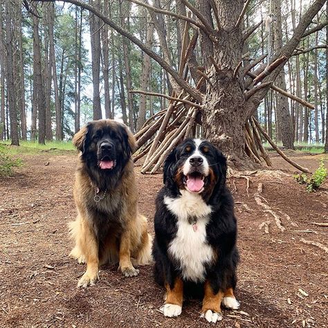 14 Things Only Leonberger Owners Would Understand | Page 2 of 3 | PetPress Leonberger Puppy, Leonberger Dog, Alsatian Dog, Cute Names For Dogs, Cute Dog Photos, Calm Dogs, Cute Dogs And Puppies, Bernese Mountain Dog, Mountain Dogs