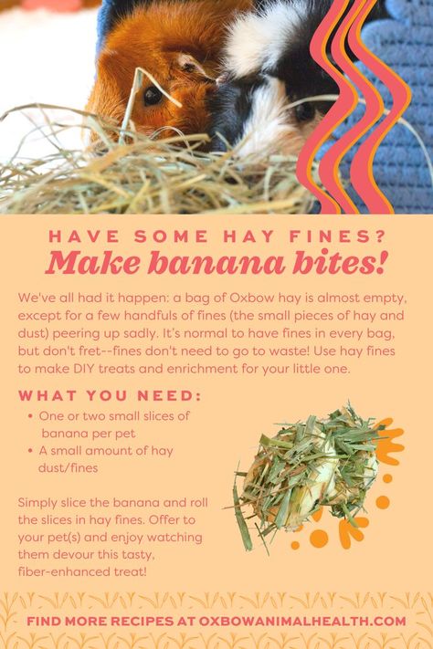 Diy Guinea Pig Treats, Rabbit Hacks, Guinea Pig Enrichment, Guinea Pig Snacks, Diy Guinea Pig Toys, Guinea Pig Treats, Diy Bunny Toys, Diy Guinea Pig Cage, Guinea Pig Diy