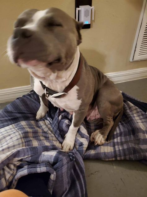 3yr old female pitbull for sale Female Pitbull, Pit Bull Puppy, Pitbull Puppies For Sale, Pet Snake, Best Puppies, Smart Dog, Pitbull Puppies, Terrier Dogs, Classified Ads