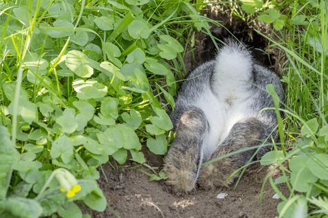 How Do You Dig Proof a Rabbit Run Enclosure? Outdoor Rabbit Colony Enclosure, Winter Proofing Rabbit Hutch, Dig Proof Rabbit Run, Rabbit Digging Box Ideas Outdoor, Diy Rabbit Tunnel Outdoor, Pallet Rabbit Run, Homemade Rabbit Cage Outdoor, Rabbit Coop Ideas, Outdoor Bunny Run