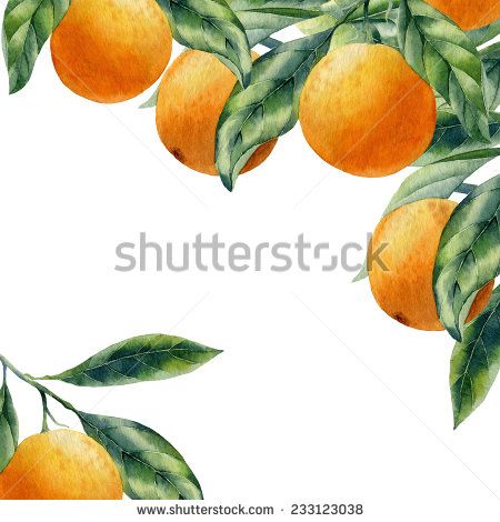 Orange Branch, Tangerine Tree, Fruit Sketch, Vegetable Painting, Fruit Orange, Greenery Decor, Creative Advertising Design, Watercolor Paintings For Beginners, Watercolor Fruit