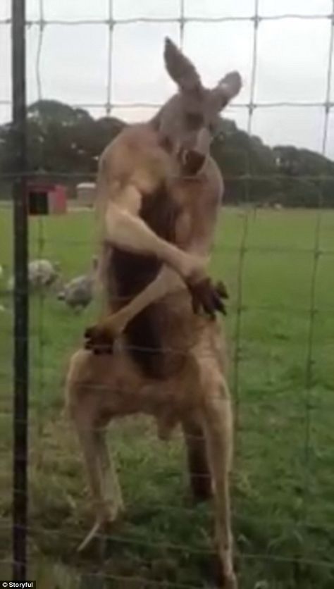 kangaroo appears to be on steroids ... Buff Kangaroo, Farm Heroes, Eminem, Kangaroo, Funny Gif, Horses, Funny, Animals