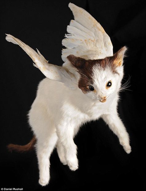 Victorian taxidermy collection sold at auction.. Creative Taxidermy, Cat Taxidermy, Taxidermy Museum, Pretty Taxidermy, Animal Oddities, Taxidermy Animals, Victorian Taxidermy, Bad Taxidermy, Flying Cat