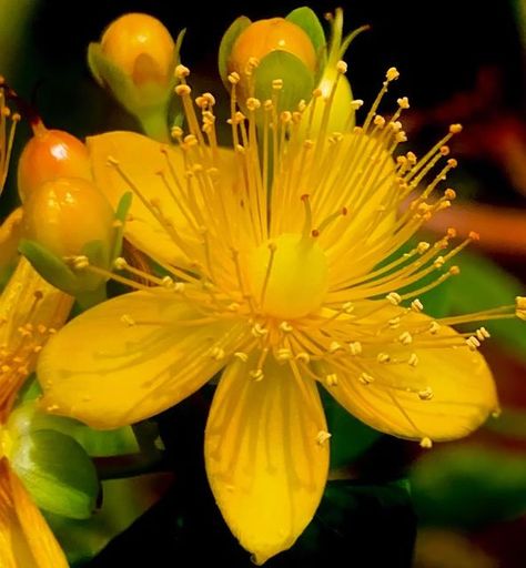 Hypericum Perforatum, St John's Wort, Dry Clay, Beautiful Photo, Watercolor Painting, The Family, Planting Flowers, Watercolor Paintings, Plants