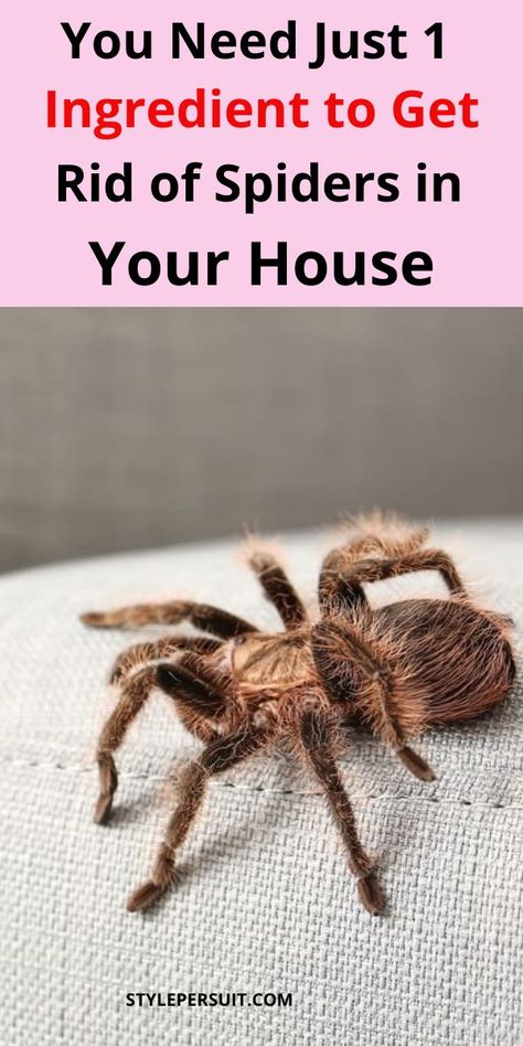 There are several different ways that you can remove spiders from your home. Click to learn more about to different ways for geting rid of spiders in your house for good. Keep Spiders Out Of House, How To Keep Spiders Out Of Your House, How To Get Rid Of Spiders In The House, What Kills Spiders, Spider Deterrent, Killing Spiders, Insect Repellent Homemade, Spider Eggs, Spiders Repellent