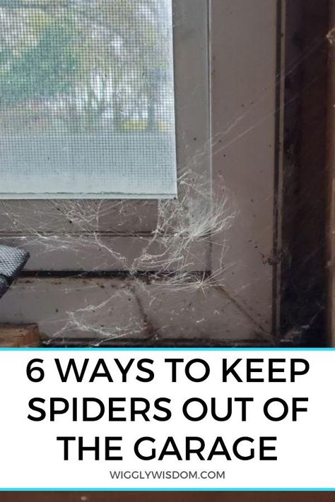 How To Keep Bugs Out Of Garage, How To Keep Spiders Out Of Garage, How To Keep Spiders Out Of Your House, Killing Spiders, Spider Infestation, Garage Shoe Storage, Long Leg Spider, Spider Spray, Spiders Repellent