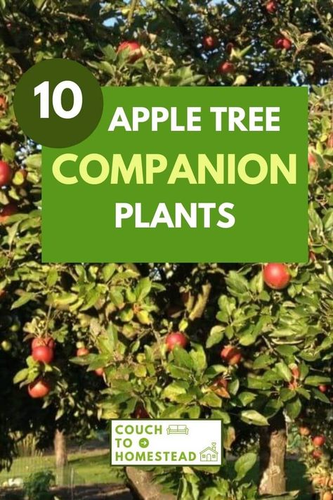 Honeycrisp Apple Tree, Planting Apple Trees, Growing Apple Trees, Apple Tree Care, Fruit Trees Backyard, Best Companion Plants, Planting Fruit Trees, Fruit Tree Garden, Apple Garden